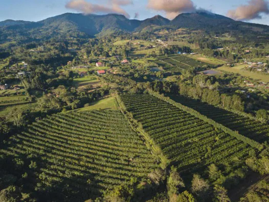 Coffee Garden Ranch Costa Rica Apartman Concepcion  Kültér fotó